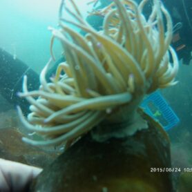 Snakeslock Anemone